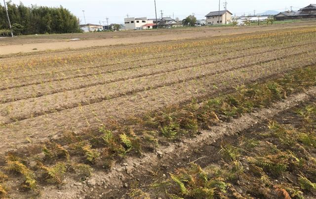 木の苗について ｜ 社寺建築材、無垢階段、枡なら東濃ひのきの株式会社トーホー