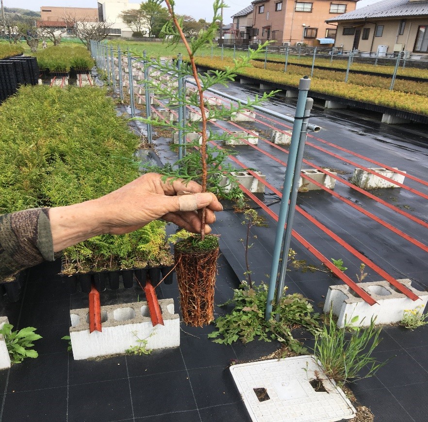 木の苗について ｜ 社寺建築材、無垢階段、枡なら東濃ひのきの株式会社トーホー